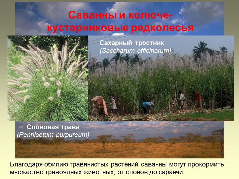 Саванны и колюче-кустарниковые редколесья Благодаря обилию травянистых растений саванны могут прокормить множество травоядных животных,